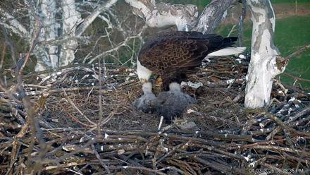 PA Farm Country Eagles Live Cams - Apr 3, 2026, 6:39pm EDT