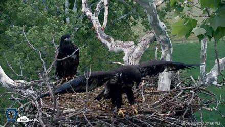 PA Farm Country Eagles Live Cams - May 25, 2026, 2:28pm EDT