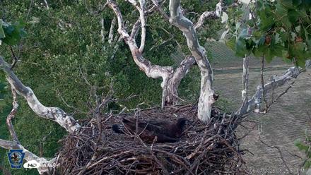 PA Farm Country Eagles Live Cams - Jun 7, 2026, 8:26pm EDT