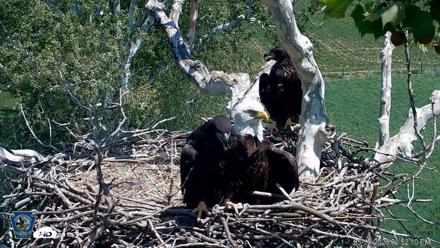 PA Farm Country Eagles Live Cams - May 18, 2026, 1:53pm EDT