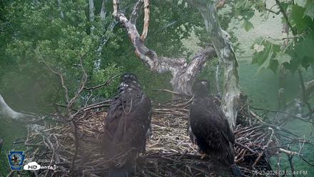 PA Farm Country Eagles Live Cams - May 23, 2026, 3:03pm EDT