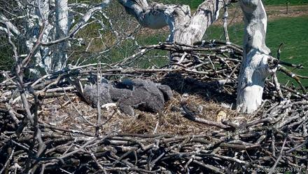 PA Farm Country Eagles Live Cams - Apr 8, 2026, 2:08pm EDT