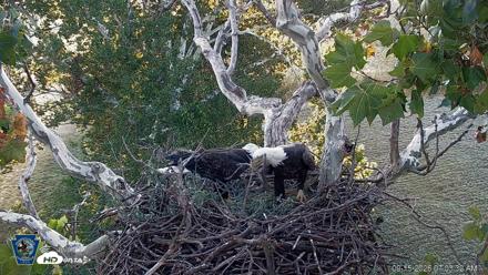 PA Farm Country Eagles Live Cams - Sep 15, 2026, 7:04am EDT
