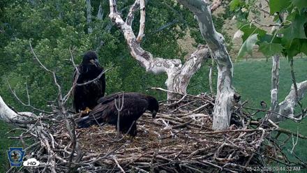PA Farm Country Eagles Live Cams - May 27, 2026, 9:45am EDT