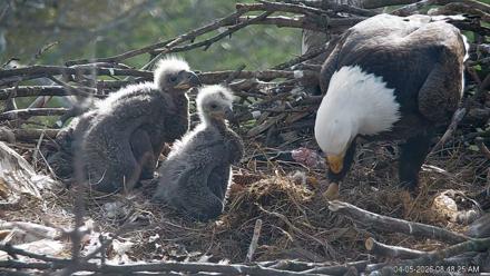 PA Farm Country Eagles Live Cams - Apr 5, 2026, 8:49am EDT
