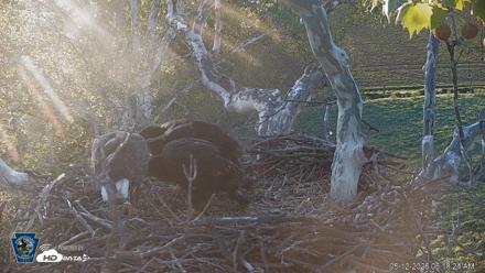 PA Farm Country Eagles Live Cams - May 12, 2026, 6:19am EDT
