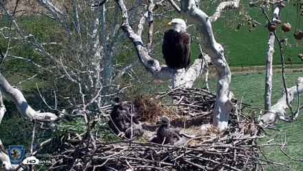 PA Farm Country Eagles Live Cams - Apr 21, 2026, 1:03pm EDT