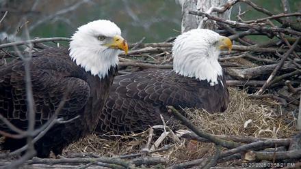 PA Farm Country Eagles Live Cams - Mar 20, 2026, 3:59pm EDT