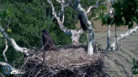 PA Farm Country Eagles Live Cams - Jun 1, 2026, 2:43pm EDT