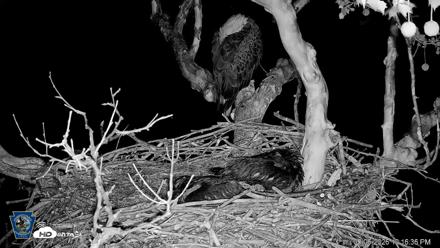 PA Farm Country Eagles Live Cams - May 6, 2026, 10:19pm EDT