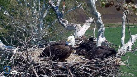 PA Farm Country Eagles Live Cams - May 5, 2026, 2:10pm EDT