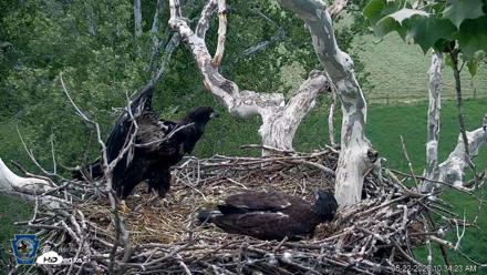 PA Farm Country Eagles Live Cams - May 22, 2026, 10:35am EDT
