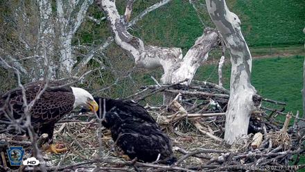 PA Farm Country Eagles Live Cams - Apr 26, 2026, 7:18pm EDT