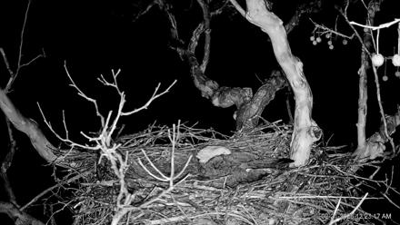 PA Farm Country Eagles Live Cams - Feb 21, 2026, 12:24am EST