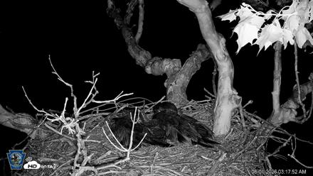 PA Farm Country Eagles Live Cams - Jun 1, 2026, 3:18am EDT