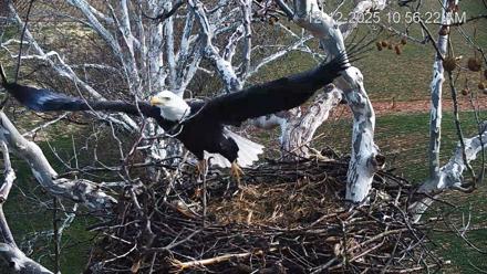 PA Farm Country Eagles Live Cams - Dec 12, 2025, 10:57am EST