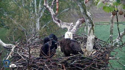 PA Farm Country Eagles Live Cams - May 9, 2026, 11:33am EDT