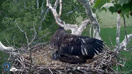 PA Farm Country Eagles Live Cams - May 22, 2026, 10:34am EDT