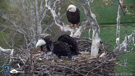 PA Farm Country Eagles Live Cams - May 2, 2026, 6:58am EDT