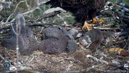 PA Farm Country Eagles Live Cams - Apr 12, 2026, 5:15pm EDT