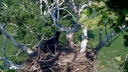 PA Farm Country Eagles Live Cams - Jul 14, 2026, 6:01pm EDT