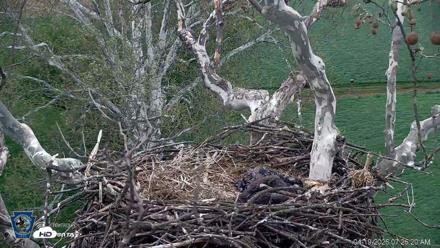 PA Farm Country Eagles Live Cams - Apr 19, 2026, 7:27am EDT
