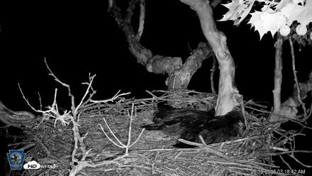 PA Farm Country Eagles Live Cams - May 19, 2026, 3:19am EDT