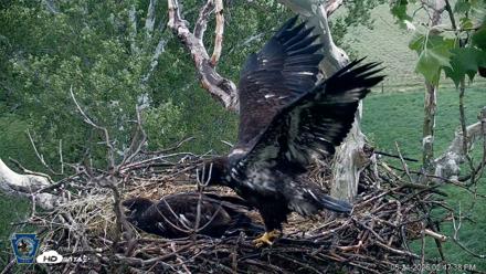 PA Farm Country Eagles Live Cams - May 21, 2026, 2:48pm EDT