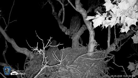 PA Farm Country Eagles Live Cams - Jun 5, 2026, 10:46pm EDT