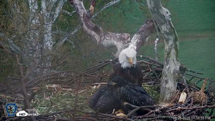 PA Farm Country Eagles Live Cams - Apr 25, 2026, 7:35pm EDT