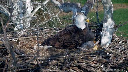 PA Farm Country Eagles Live Cams - Apr 4, 2026, 5:11pm EDT