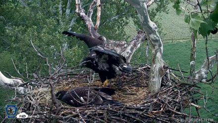 PA Farm Country Eagles Live Cams - May 21, 2026, 2:47pm EDT