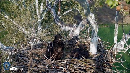 PA Farm Country Eagles Live Cams - May 9, 2026, 6:52pm EDT