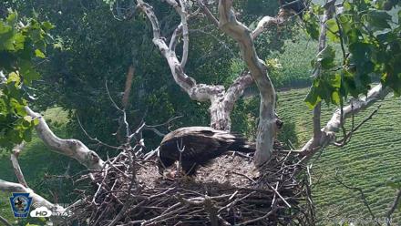 PA Farm Country Eagles Live Cams - Jul 19, 2026, 9:30am EDT