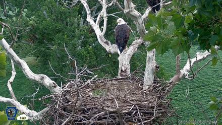 PA Farm Country Eagles Live Cams - Aug 5, 2026, 6:21am EDT