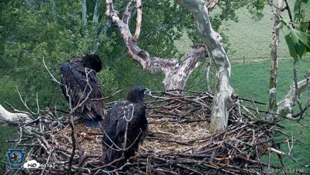 PA Farm Country Eagles Live Cams - May 21, 2026, 1:27pm EDT