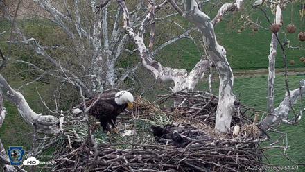 PA Farm Country Eagles Live Cams - Apr 22, 2026, 6:20am EDT