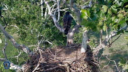 PA Farm Country Eagles Live Cams - Jul 8, 2026, 6:50pm EDT