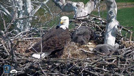 PA Farm Country Eagles Live Cams - Apr 10, 2026, 2:24pm EDT