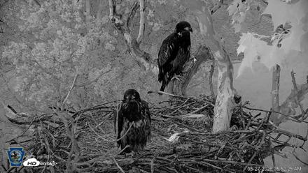 PA Farm Country Eagles Live Cams - May 27, 2026, 5:53am EDT