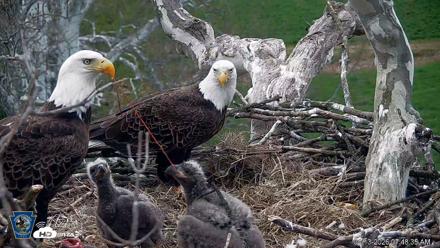 PA Farm Country Eagles Live Cams - Apr 13, 2026, 7:49am EDT
