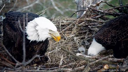 PA Farm Country Eagles Live Cams - Mar 21, 2026, 5:59pm EDT