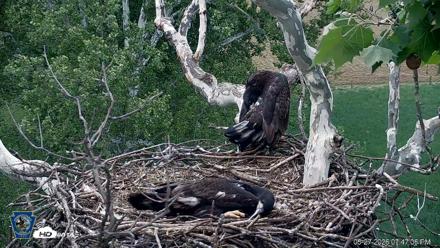 PA Farm Country Eagles Live Cams - May 27, 2026, 7:47pm EDT