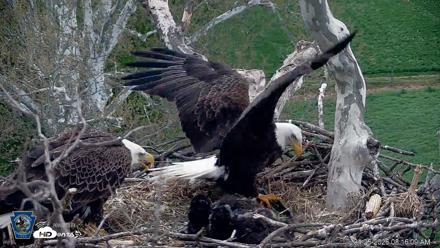PA Farm Country Eagles Live Cams - Apr 25, 2026, 8:17am EDT