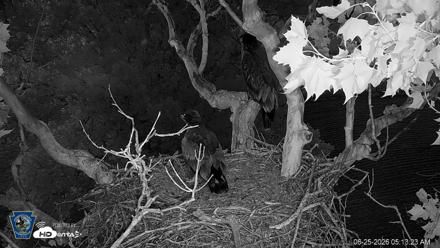 PA Farm Country Eagles Live Cams - Jun 25, 2026, 5:14am EDT