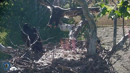 PA Farm Country Eagles Live Cams - May 31, 2026, 8:27am EDT