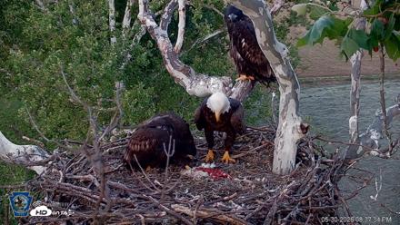 PA Farm Country Eagles Live Cams - May 30, 2026, 8:38pm EDT