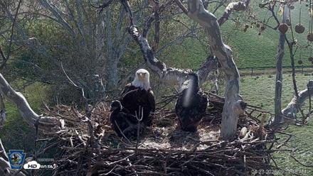 PA Farm Country Eagles Live Cams - Apr 23, 2026, 9:15am EDT