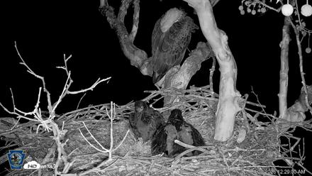 PA Farm Country Eagles Live Cams - Apr 29, 2026, 12:31am EDT