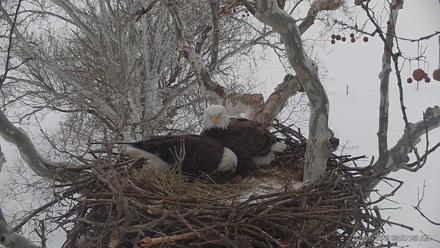 PA Farm Country Eagles Live Cams - Feb 1, 2026, 6:58am EST